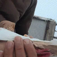 کبوتر سینه زرد