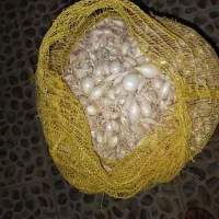 غده پیاز راتا