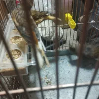 قناری نر وماده سه تا 2500