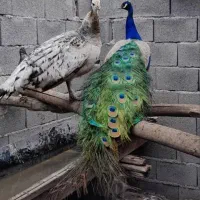 جوجه طاووس یک ماهه