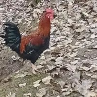 خروس ۷ ماهه|حیوانات مزرعه|رشت, جانبازان|دیوار