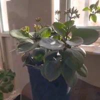 گل های بسیار زیبا