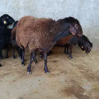 گوسفند ژن دار