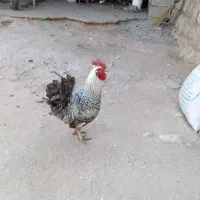 چهارتا خروس شیش ماهه محلی سالم سرحال