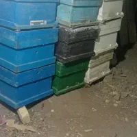 حلب عسل