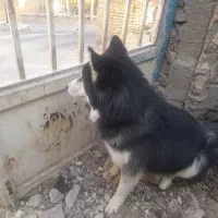 سگ هاسکی|سگ|زالیان, |دیوار