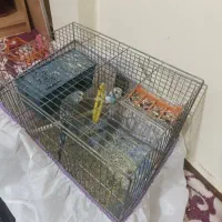 ی جفت مرغ عشق