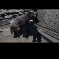 گوسفند فروشی|حیوانات مزرعه|گناباد, |دیوار