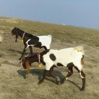 ۲ بزغاله پاکستانی لنگه ۳قلو گوش بلند