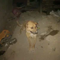 سگ پاکوتاه