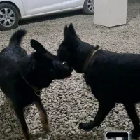 توله سگ ژرمن|سگ|املش, |دیوار