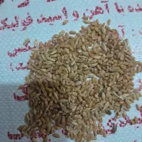 بذرگندم چمران