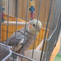 فروش عروس هلندی نر