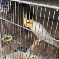 خریدو فروش پرندگان زینتی عروس.ملنگو گرینچیک برزیلی|پرنده|کرج, حصارک بالا|دیوار
