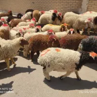 گوسفندوبره فروشی چاق چاق((همراه باقصاب رایگان))|حیوانات مزرعه|اهواز, اسلام آباد غربی|دیوار
