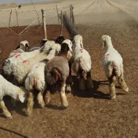 بره ماده|حیوانات مزرعه|مرودشت, مجد آباد|دیوار