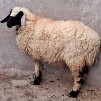فروش یک عدد میش آبستن دو قلو زا هیکلی