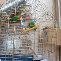 طوطی برزیلی