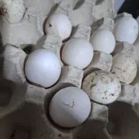 تخممرغ گلین لری جوجه کشی|حیوانات مزرعه|بهشهر, |دیوار