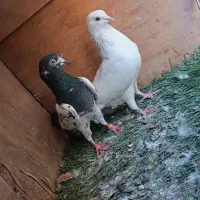 کبوتر رنگی|پرنده|بندر ماهشهر, |دیوار