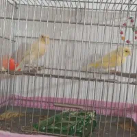 ۲عدد  قناری ماده آماده