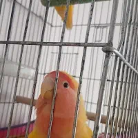 کوتوله سخنگو