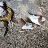 کفتر