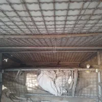 اتاق مزدا دوکابین ۱۰ ملیون