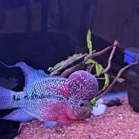 ماهی فلاور هورن|ماهی|تبریز, |دیوار