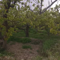 باغچه-چهار-دیواری-سند-تک-برگ-انشعابات-کامل-شهریار