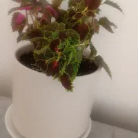 گل حسن یوسف