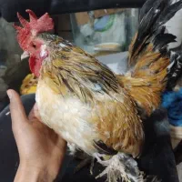 خروس محلی میگناتوری