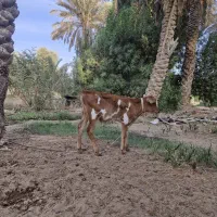 گاو جرسی با گوساله نر|حیوانات مزرعه|بندرعباس, |دیوار