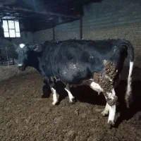 فروش یک راس گاو شیری با گوساله