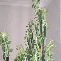 گل کاکتوس افوربیا|گل و گیاه طبیعی|شبستر, |دیوار