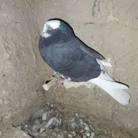 کبوتر|پرنده|جوادآباد, |دیوار