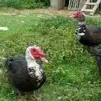 یه عدد اردک اسرائیلی نربالغ و 2 عدد ماده تخم گذار|حیوانات مزرعه|تالش, هشتپر|دیوار