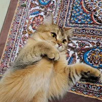 گربه