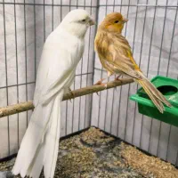 انواع قناری