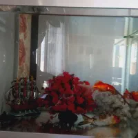 ۸عدد ماهی قرمز و اکواریوم