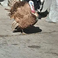 یک جفت بوقلمون بوربون نژاددار