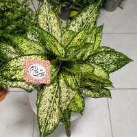 گل زاموفیلیا.اگلونما برفی.افوربیا گلدان.پتوس کاج|گل و گیاه طبیعی|اراک, |دیوار