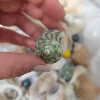 صدف|کلکسیون و سرگرمی|مشهد, حسابی جنوبی (شهرک غرب)|دیوار