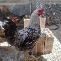 خروس جوان مرغ گیر