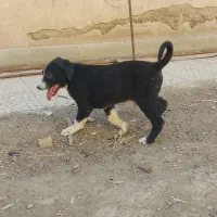 واگذاری توله  ۲ ماهه