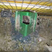 جفت فنچ فنج با تخم مولد سفید|پرنده|شیراز, ماه فیروزان|دیوار