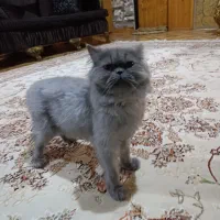 گربه پرشین اصیل ماده