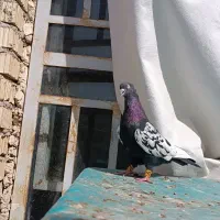 کفتر سینه سیاه