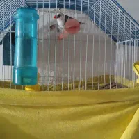 فنچ و مرغ عشق|پرنده|سروآباد, |دیوار