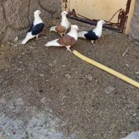 کبوتر